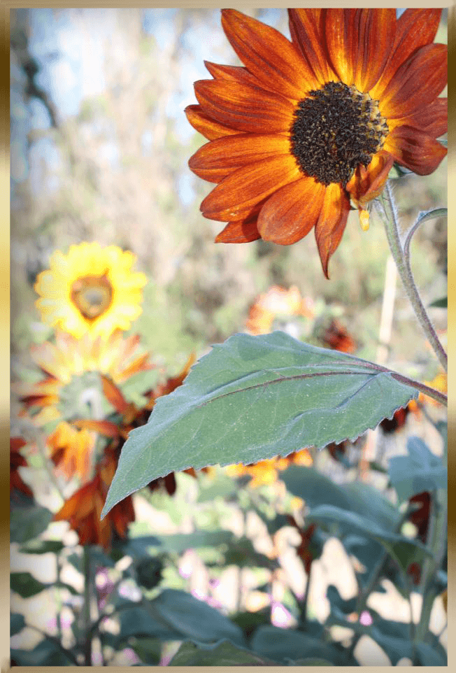 sunflowersBorder